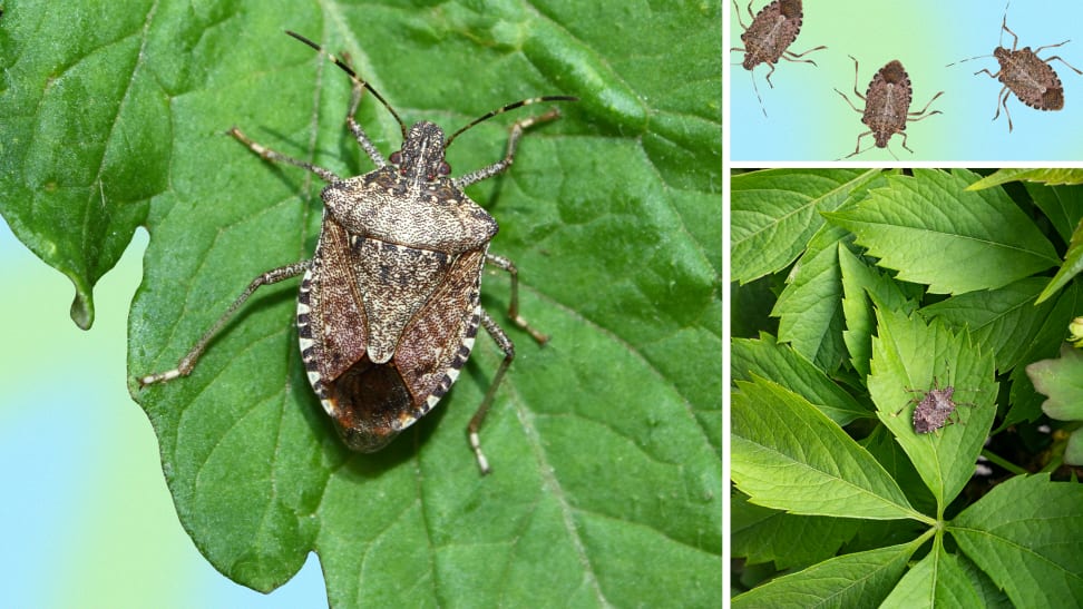 Collage of stink bugs in their natural habitat.