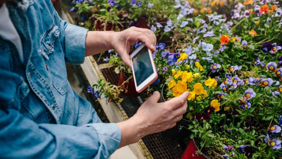 Person taking picture of flower with camera phone