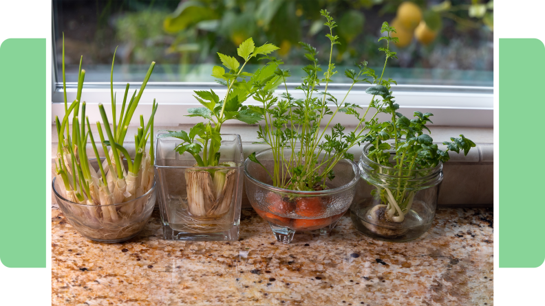 Food scraps from green onions, leeks,. carrots, and radishes sprouting in clear bowls and jars