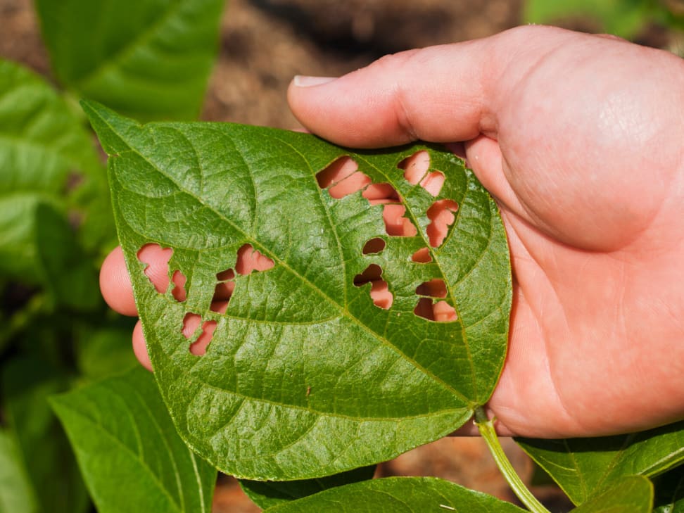 8 Ways To Keep Garden Pests Under