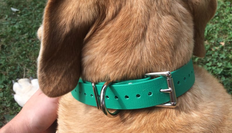 The 8 Best Eco-Friendly Dog Collars of 2023