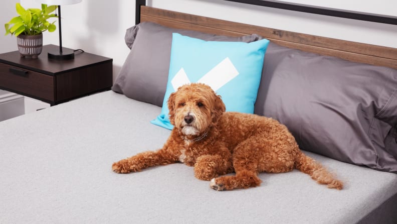 A dog sitting on The Casper mattress.