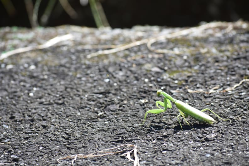 Mantis