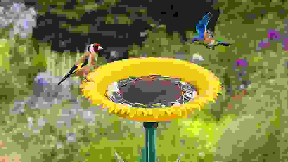 Two birds in a backyard eating seeds out of a sunflower-style bird feeder.