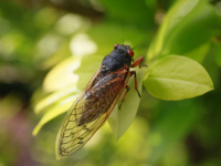 Large cicada bug with red eyes resting of leafy plant outdoors.
