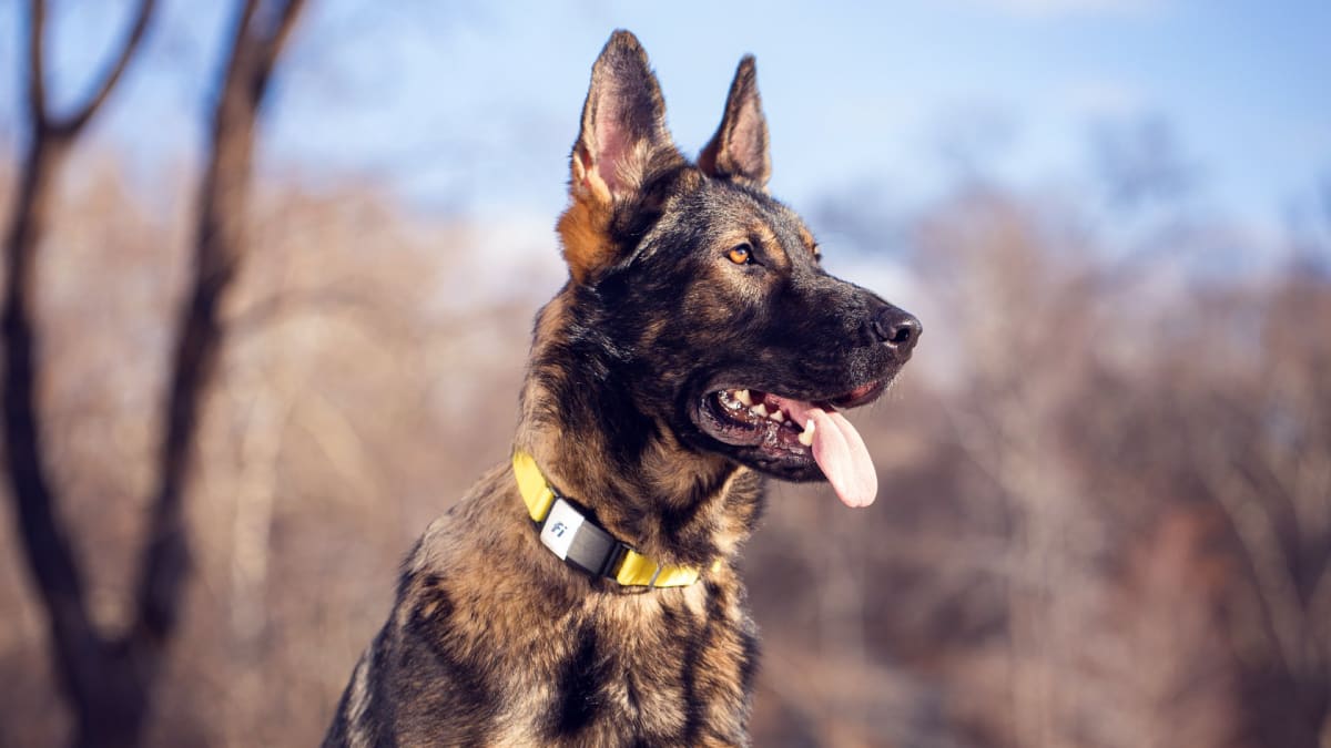 buy a smart collar for your dog