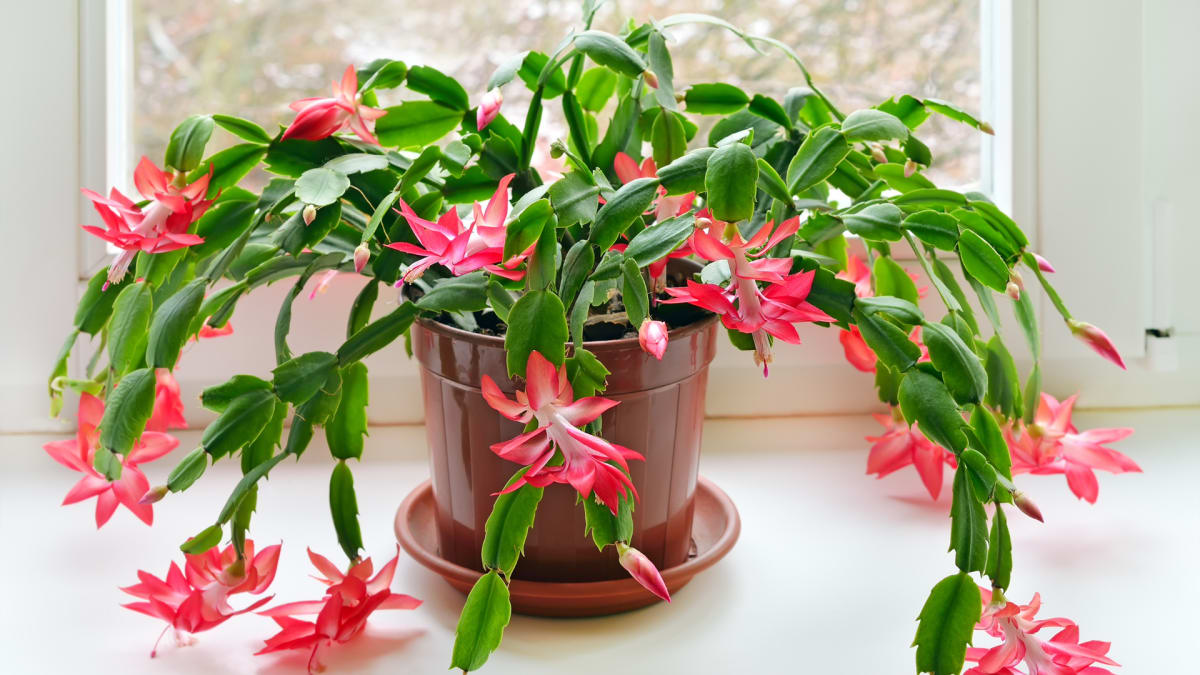 how to care for a christmas cactus in november