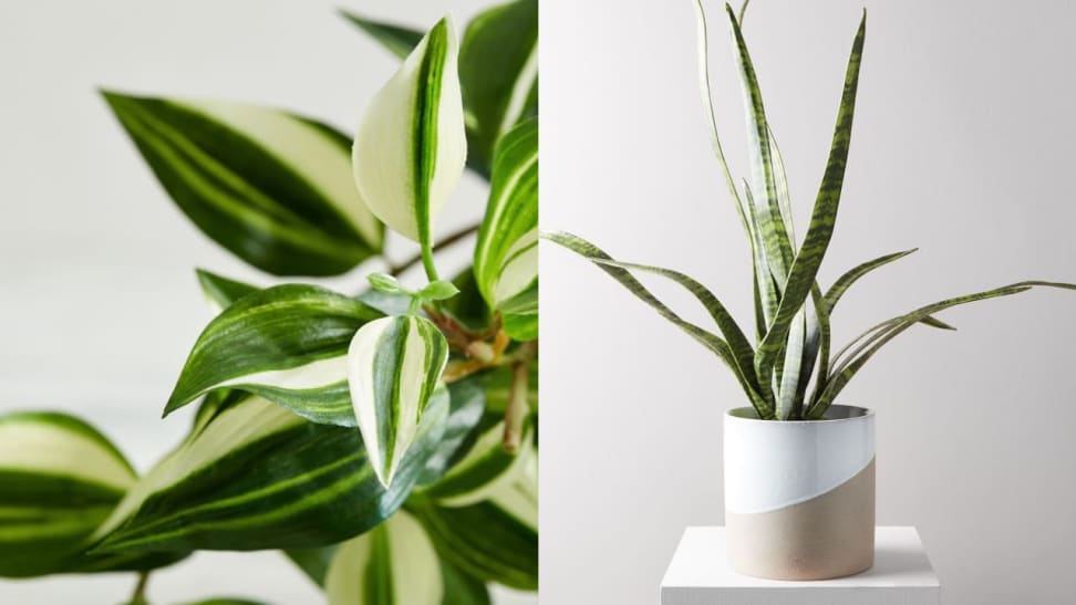 DIY Artificial Snake Plant  How to make Indoor Plant 