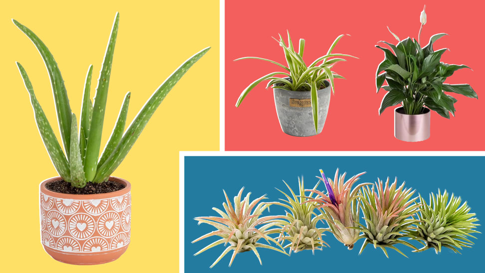 Assorted potted plants with large green leaves coming out of soil.