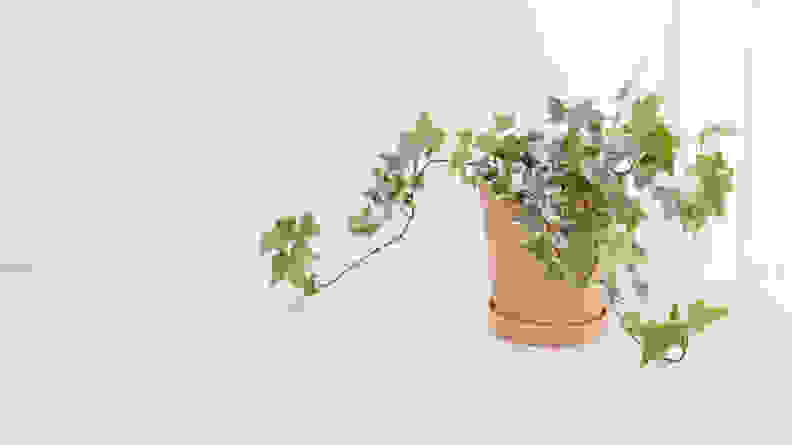 Ivy pot in the room, one of the toxic plants for cats and dogs.