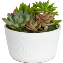 Product image of Costa Farms Succulent