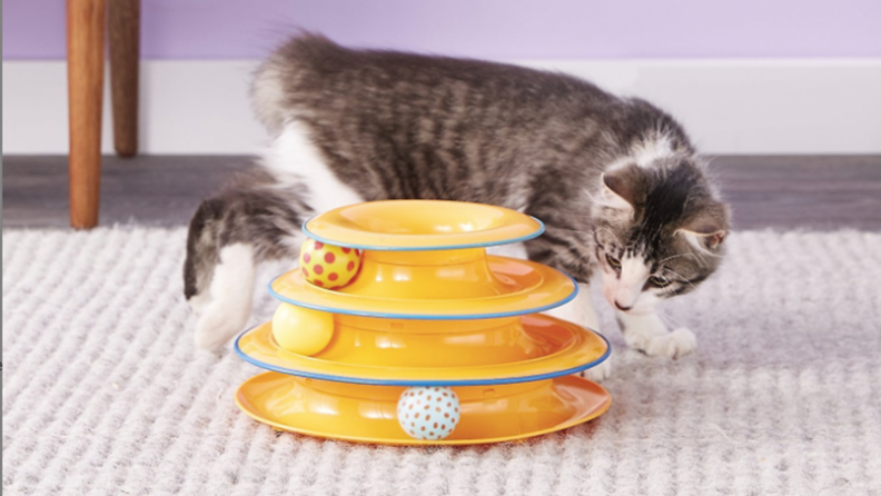 A cat examines a three tier track toy