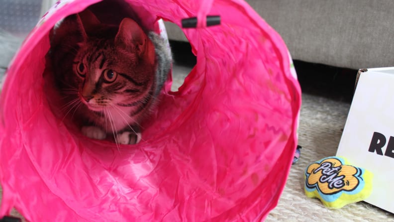 Overall, Nugget really enjoyed everything that came in his Goody Box.