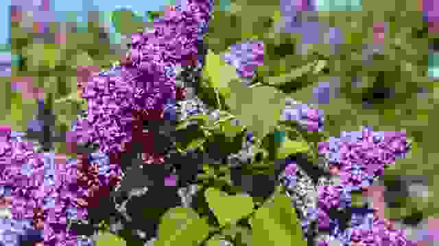Common purple lilac blooms