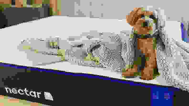 A dog sits on a mattress.