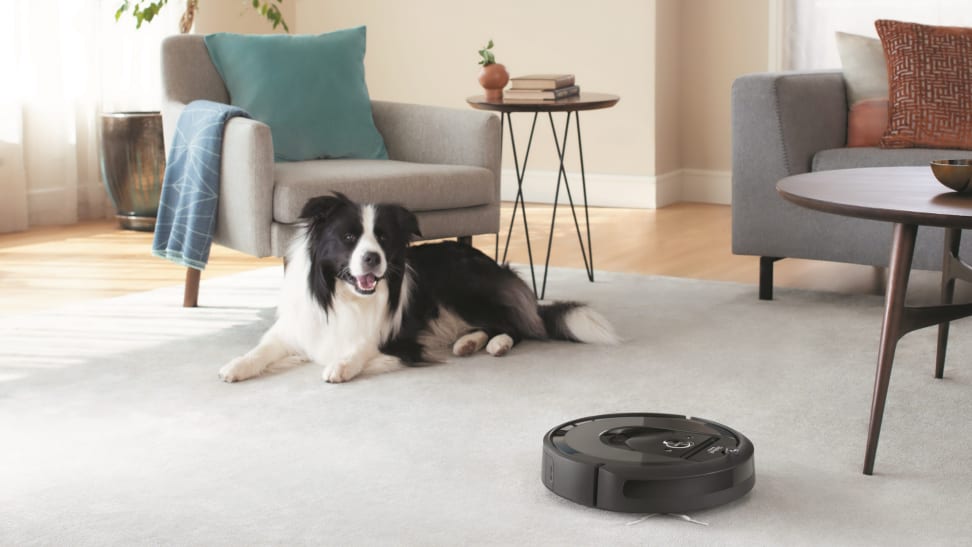 一只狗在起居室里看着iRobot Roomba 692清洁地毯。
