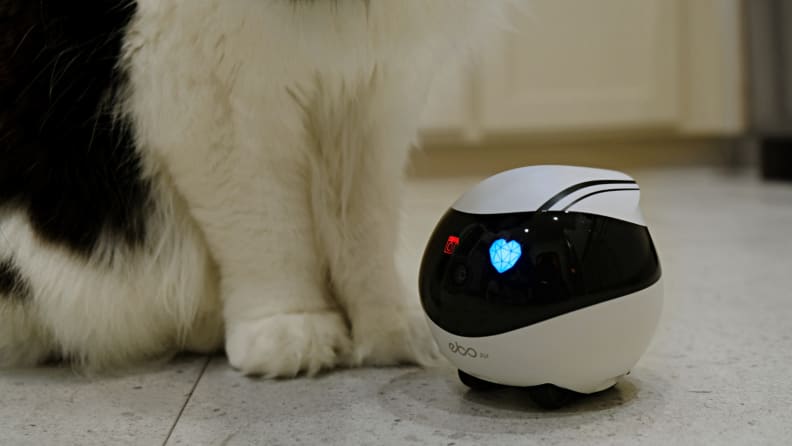 Un chat à côté d'un robot Ibo