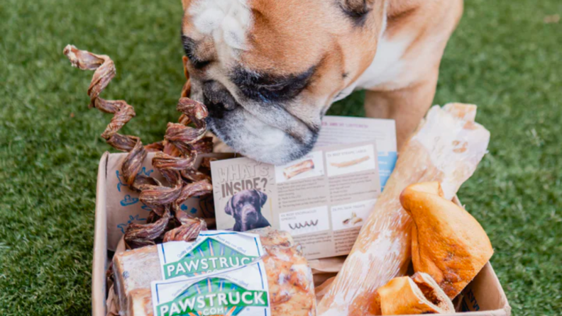 dog sniffing a box a pawstruck treats