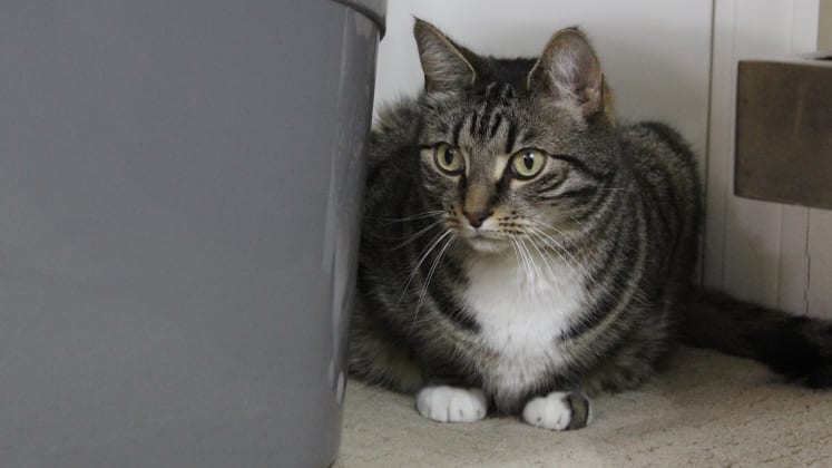 Litter Robot Connect Review A Smart Automated Cat Litter Box