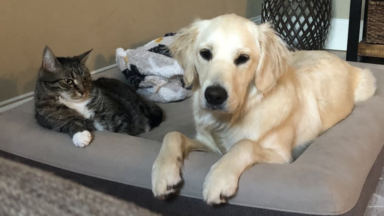 A dog and cat lay next to each other on a large dog bed