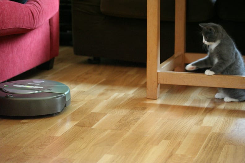 Cat vs Roomba