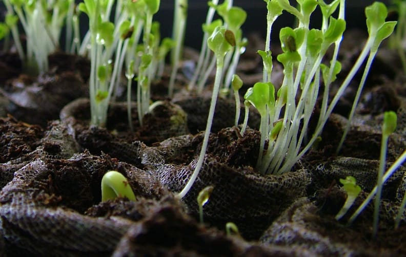 Seedlings