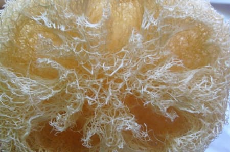 luffa.jpg