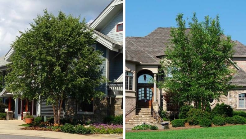 shade trees