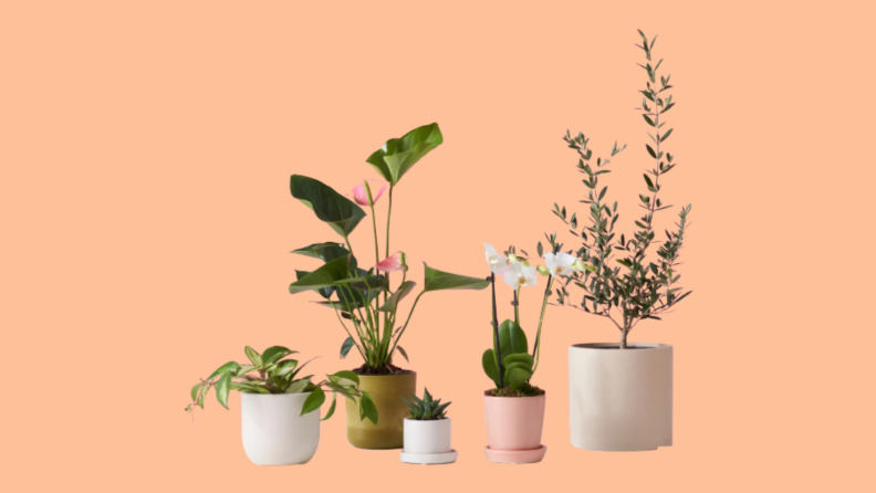 Potted plants against peach background