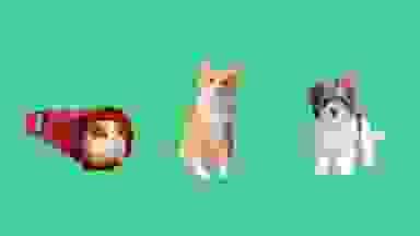 A collage featuring a guinea pig in a tunnel, a cat and a dog on a green background