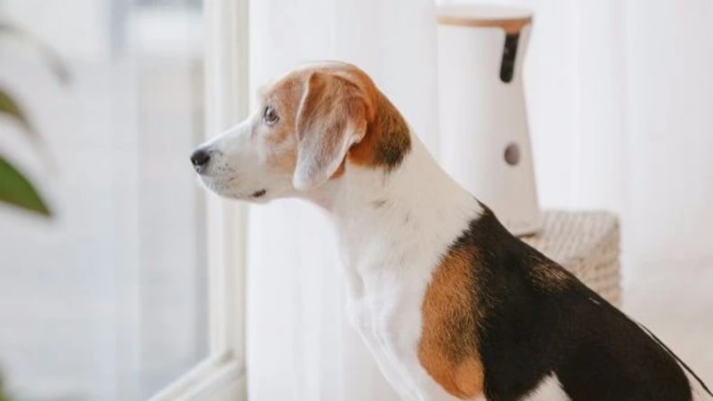 An image of a dog next to a pet camera.