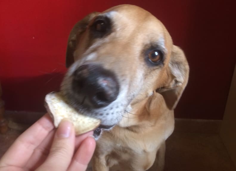 Dog eating food
