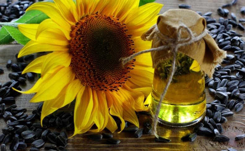 sunflower and sunflower oil