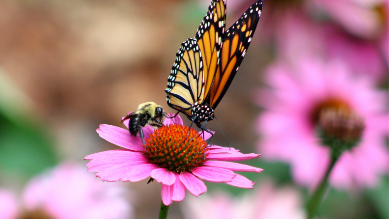 A butterfly and a bee sit atop a pink flower.