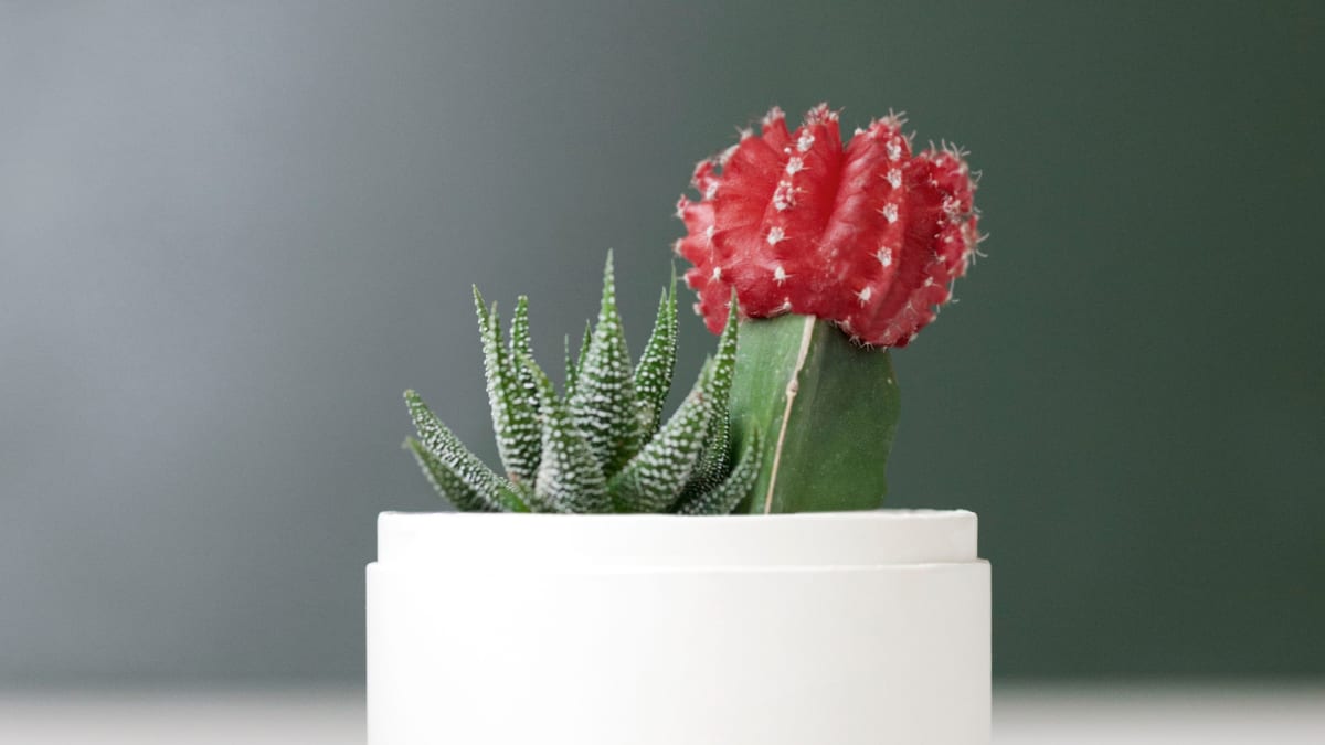 Résine Biscuit House Cactus Succulent Plant Flower Bed Pot Box Garden 