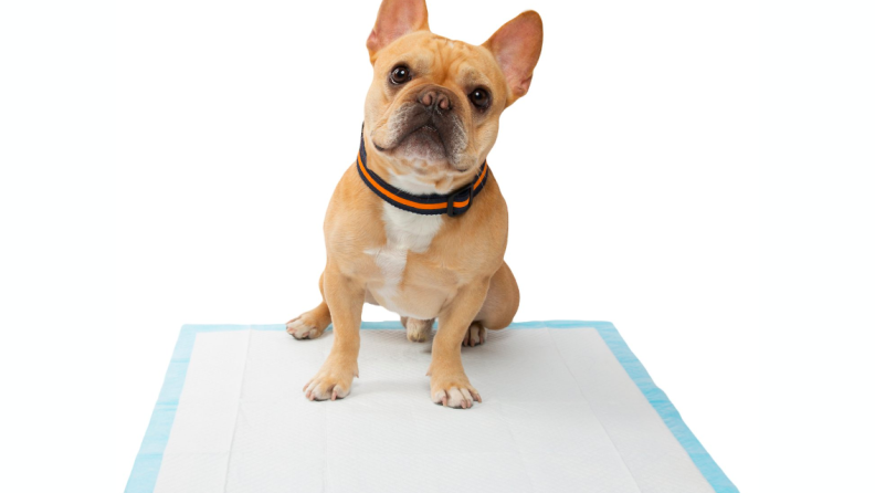 These potty pads are perfect for puppies and small dogs.