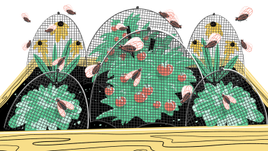 An illustration of cicadas swarming tomato plants and flowers that are covered in netting.