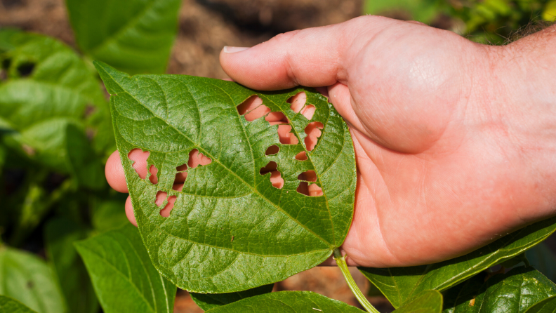 A plant leaf eaten by insects