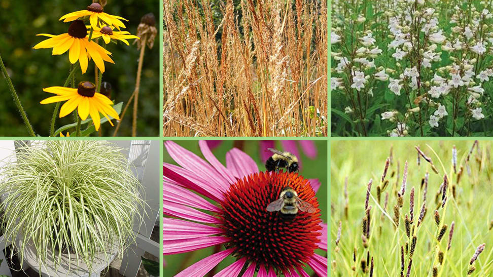 Six close-up photographs of flowers, grass, and bees.
