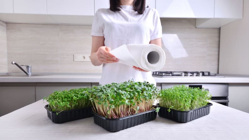 A woman pulling paper towels from the roll with fresh herbs sitting on her countertop.