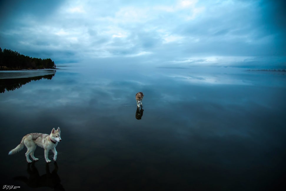 Huskies-Walking-On-Water-9.jpg