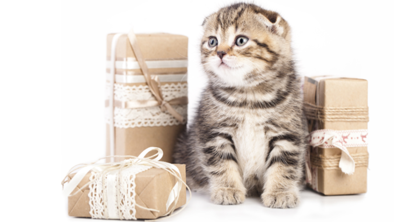 A kitten surrounded by wrapped presents