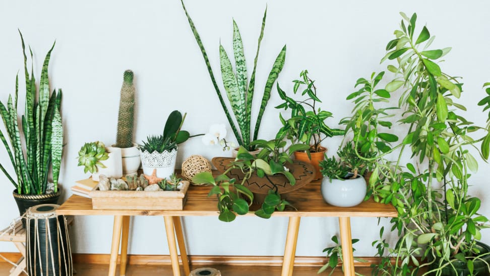 Plants on a table