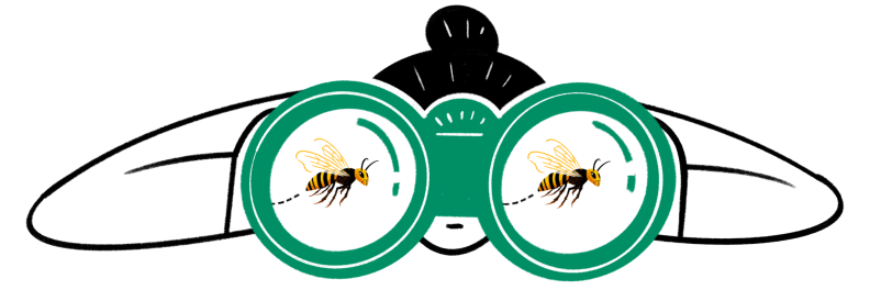 Illustration of person looking through binoculars for a murder hornet