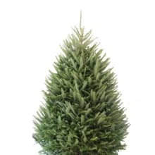 Product image of Freshly Cut Fraser Fir Christmas Tree
