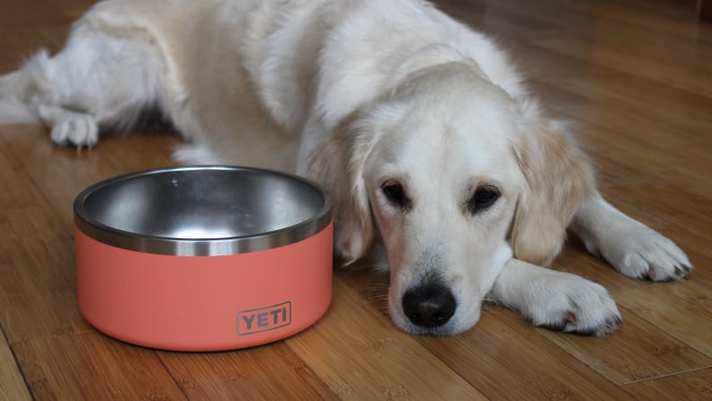 An image of a dog alongside a pink YETI dog bowl.