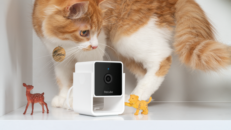 In our testing, the Petcube Cam beat out more expensive competitors.