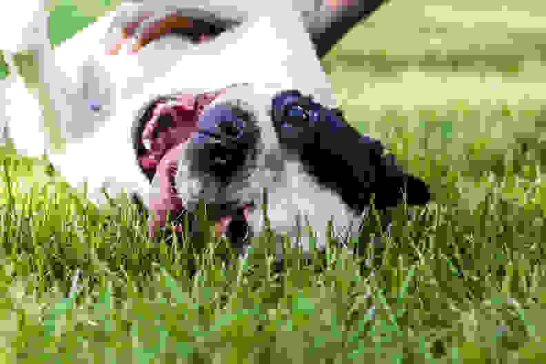 Close up of Boston Terrier on his back playing with owner.