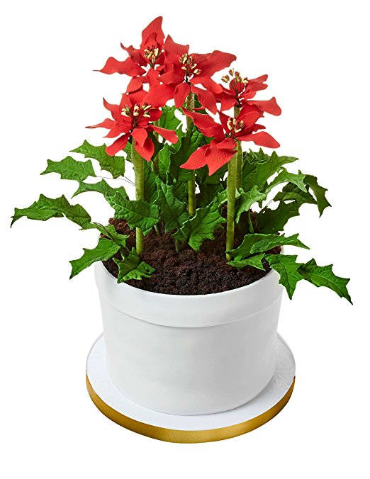 Poinsettia