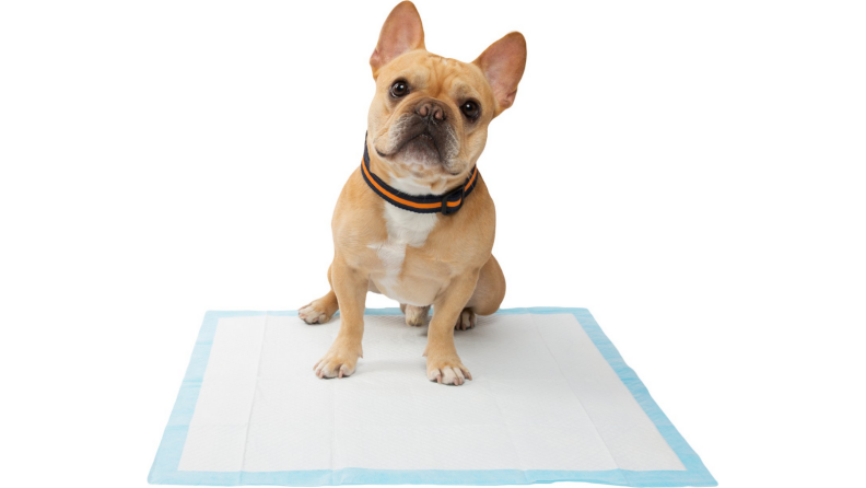 Dog on a pee pad